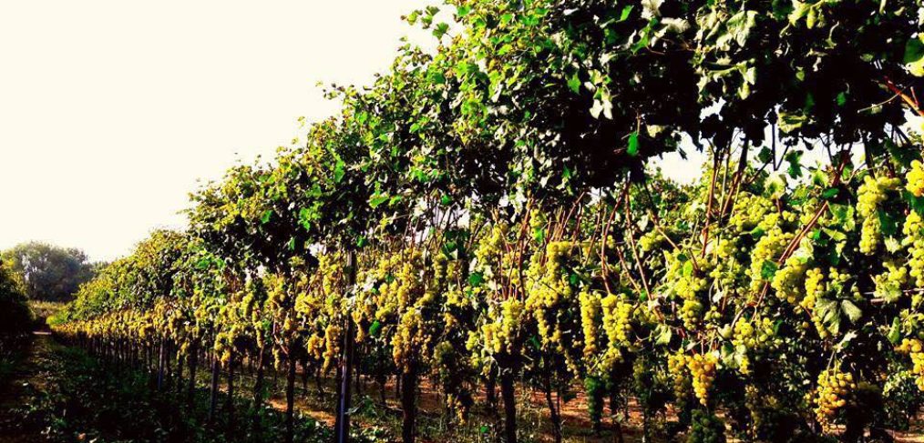 vendemmia2016_vignaravagli_ravenna