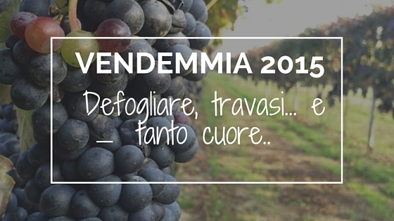 Vendemmia2015_aziendaRavagli_Ravenna