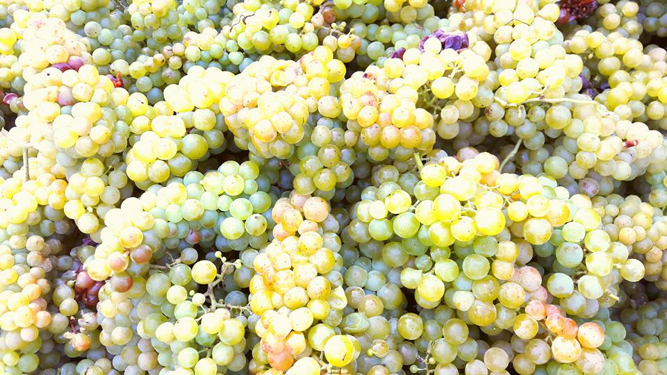 vendemmia2016_giorno1_uva_moscato