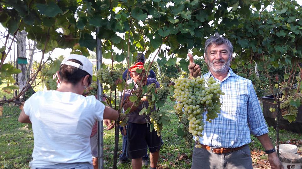 vendemmia2016_uva_famoso_aziendaravagli