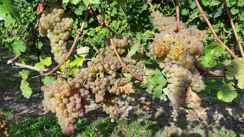 vendemmia2016_vigna_trebbiano_aziendaravagli